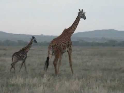 Wild Giraffe family walking on the plains of Africa (Tanzania)