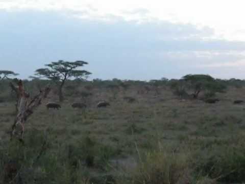 Rarely seen hippos running on the plains of Africa (Tanzania)
