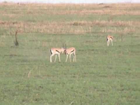 Gazelles fighting in Africa (Tanzania)