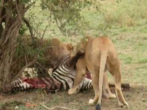 Rare shot: Closeup of lions eating a zebra - fresh kill (3)