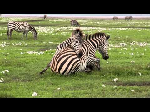 Zebras Play!