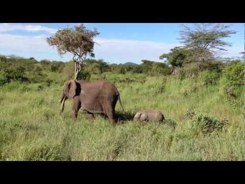 Elephants @ Serengeti