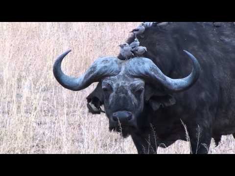 Water Buffalo in Tanzania