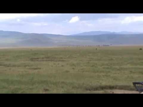 Sementales de cebra peleando - Ngorongoro. Tanzania
