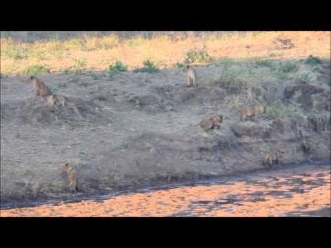 Mdonya Old River Camp lion cubs