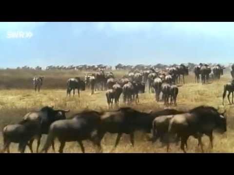SchÃ¤tze der Welt - Ngorongoro - Tansania - Folge 67