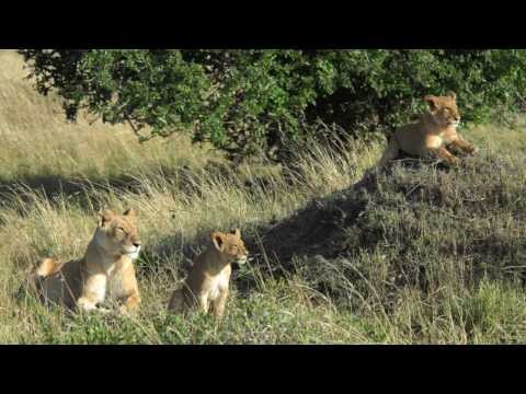 African Safari with Explore Travel and Cruises
