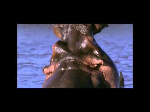 The Idyll of Lake Manyara Hippos | Wild Animals - Planet Doc Full Documenta