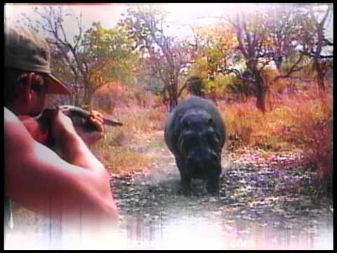 Greatest Hippo Charges Trailer