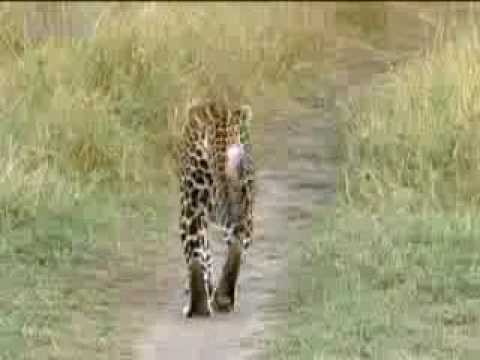 Lions vs leopards - African big cats fight for survival - BBC wildlife