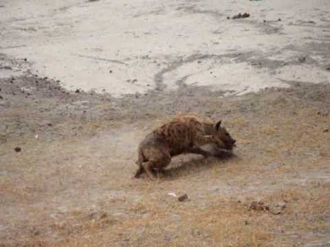 Hyena rips off warthog's leg