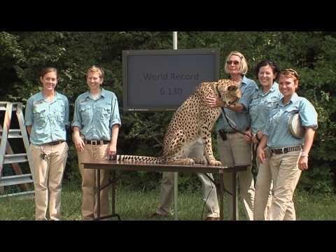 Cheetah Sets Record-Cincinnati Zoo