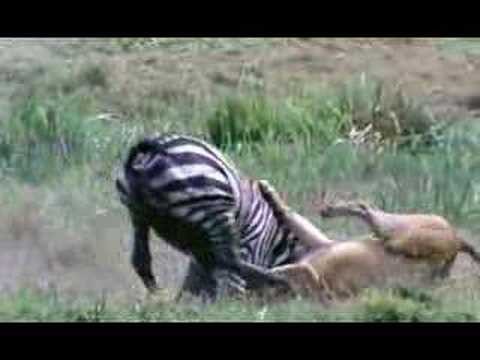 lion vs zebra judo