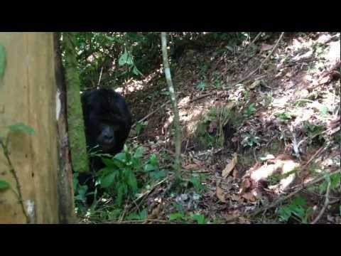 Gorilla in Bwindi Uganda