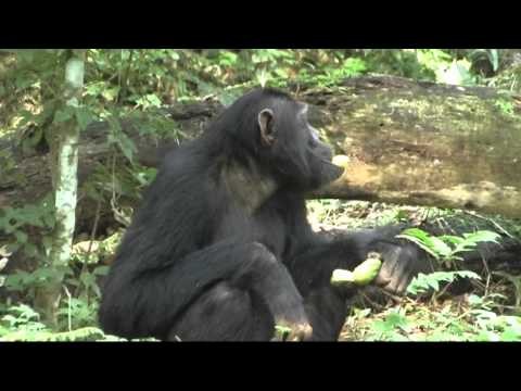 Uganda - Chimps at 'The Royal Mile'