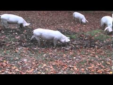 Pigs to the rescue pigs eat dangerous acorns to save ponies