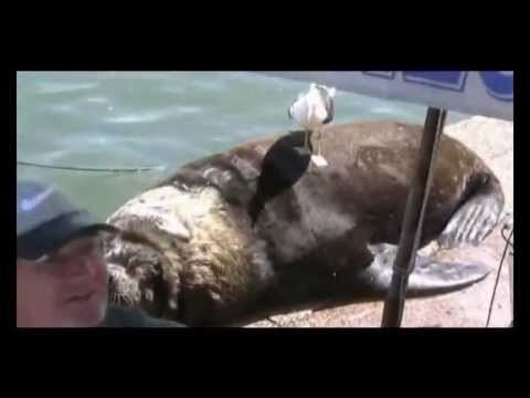Loup de mer Punta del Este Uruguay