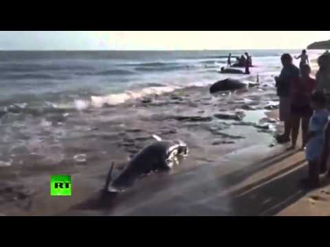 Decenas de delfines y quedan varados en las playas de Brasil.