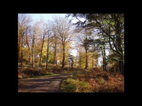 Piano In The Forest (Instrumental Relaxing Music)