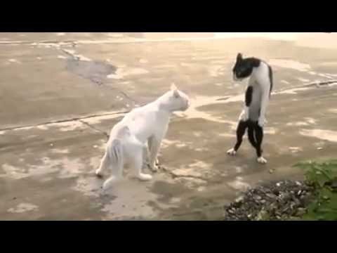 Cat Dance Video2013