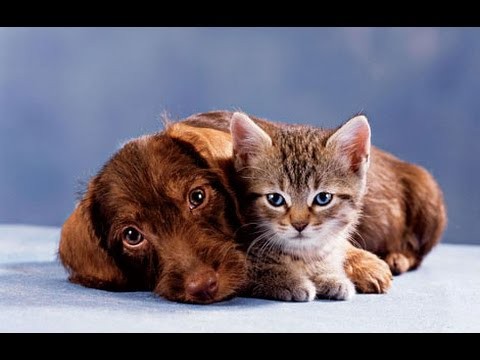 Q&A:Can you buy a Cat or a Dog?