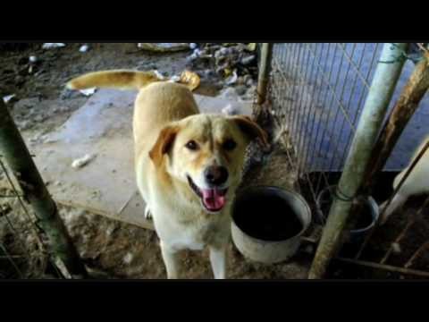 Dog Killing in South Korea
