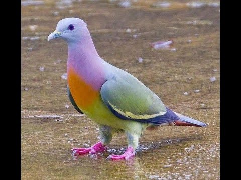 Pembe boyunlu yeÅŸil gÃ¼vercin Pink necked green pigeon