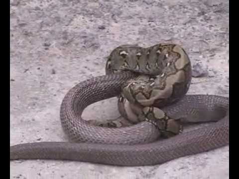 Python vs Cobra
