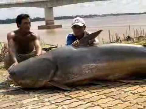 Giant Catfish of Mekong River weighs over 600LBS