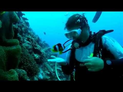 Big Blue Diving - Vanuatu - Tour Shop