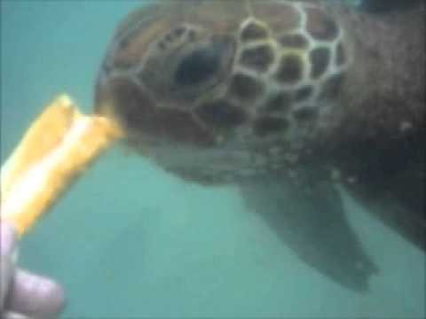 Hand feeding large marine turtles in Vanuatu