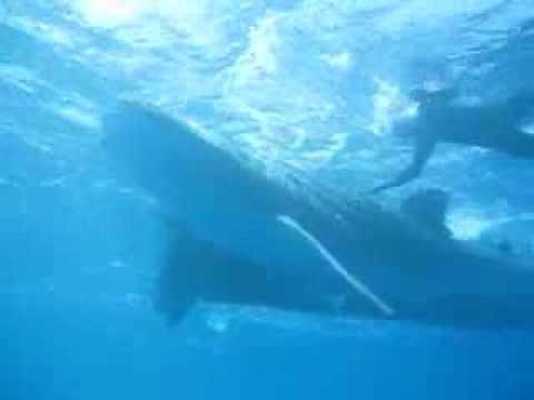 Watch whale shark get up close with diver at SS President Coolidge
