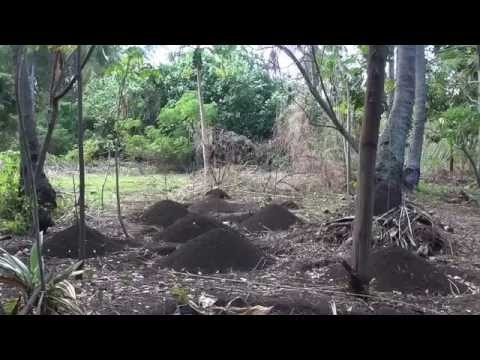 Yam Planting   west Tanna Island
