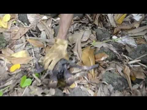 Catching Coconut Crab in American Samoa