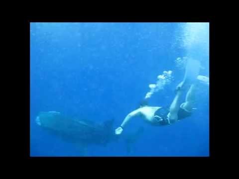 Diving with Whale Shark - Samoa 2013