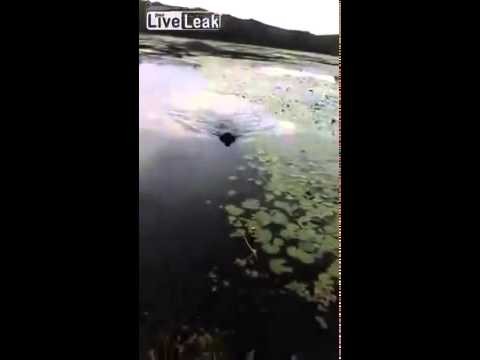 Dog Saves Chick in the Middle of a Lake
