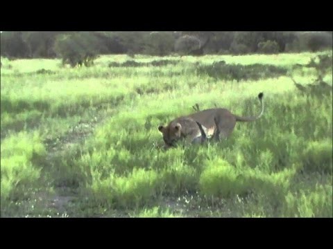 Lion Huntress killing a warthog NOT for the FAINT HEARTED