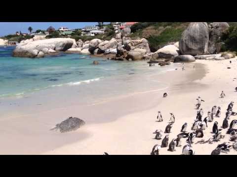 South of Cape Town - Pinguins