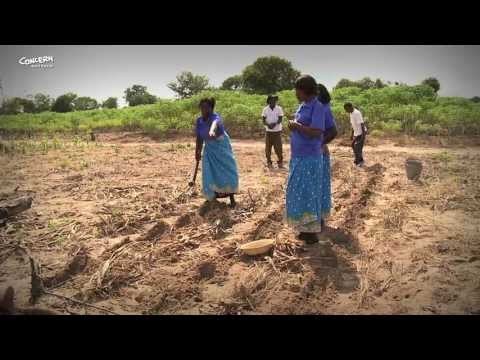 Conservation Agriculture in Malawi and Zambia