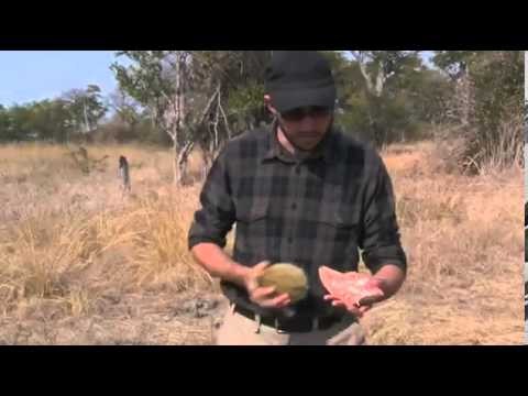 Sampling Wild Baobab Fruit in Zambia