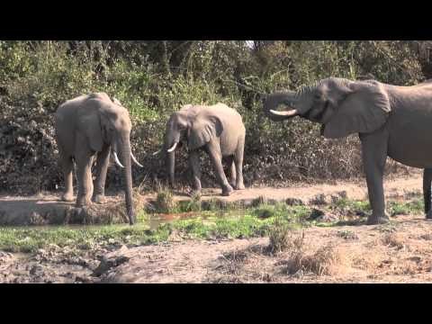 South Luangwa Safari Highlights