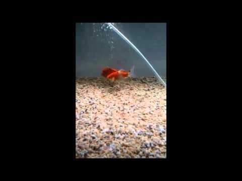 Aquarium Hack Gold Fish tank cycling