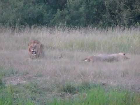 Lions in Matobo National Park