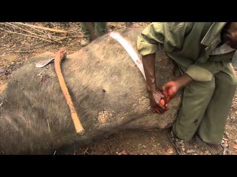 The Right Knife For The Job - Using Outdoor Edge Knives In Africa vblog by 
