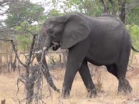How a Hwange Elephant says Goodbye