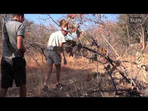 Zimbabwe - pÃ¥ jakt efter att se noshÃ¶rning