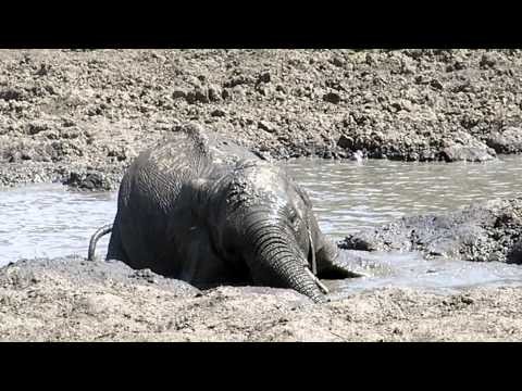 Elephants Enjoying a Mud Bath