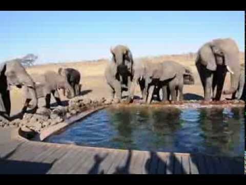 elephants Hwange Zimbabwe
